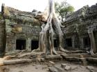 2ta-prohm[1].jpg
