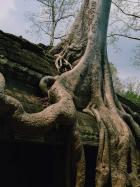ta-prohm051.jpg