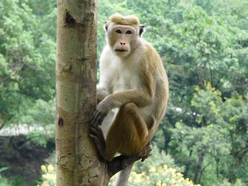  >> Sri Lanka al completo